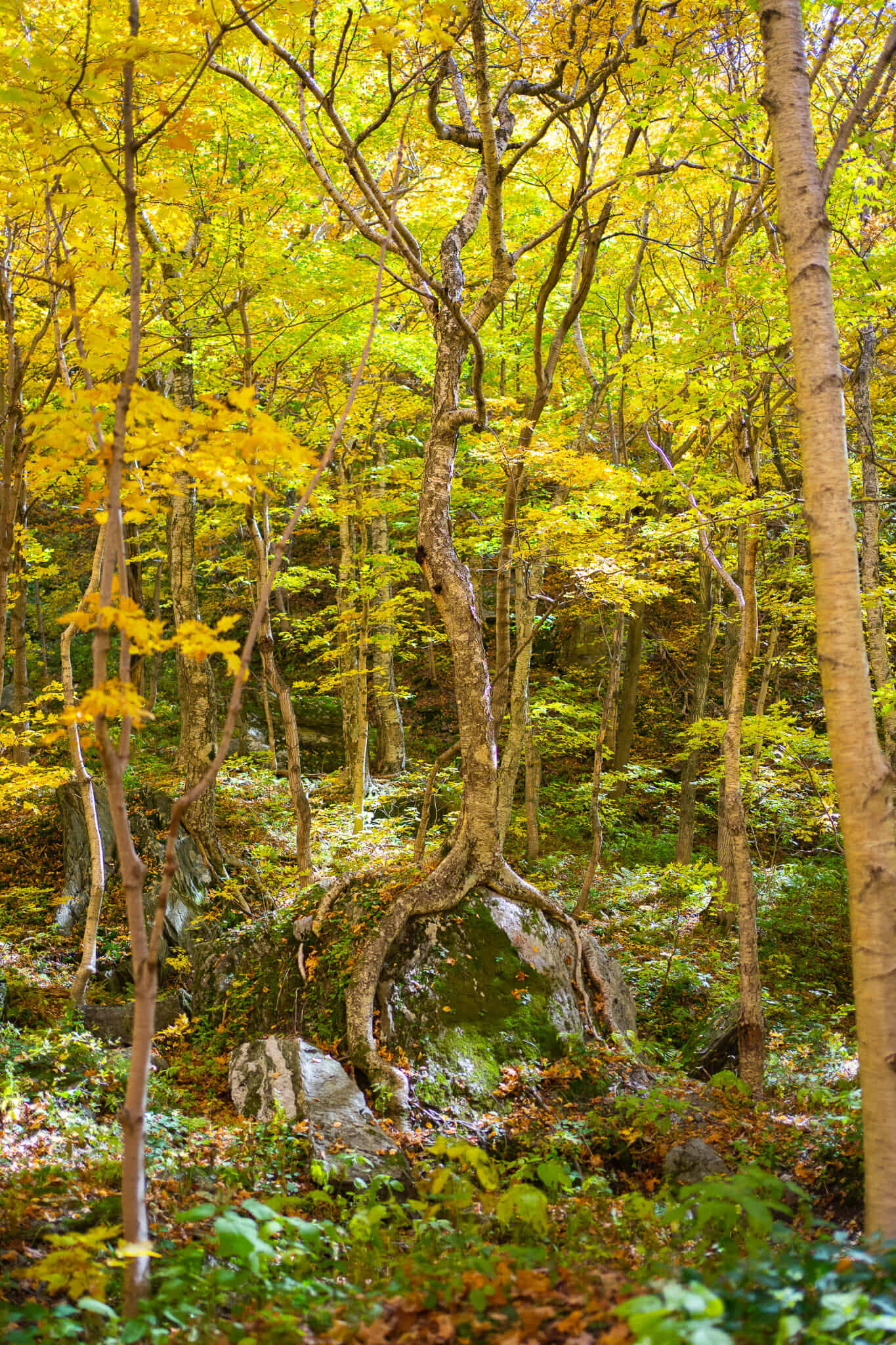 Jeffersonville-Vermont-Smugglers-Notch-Trees.jpg