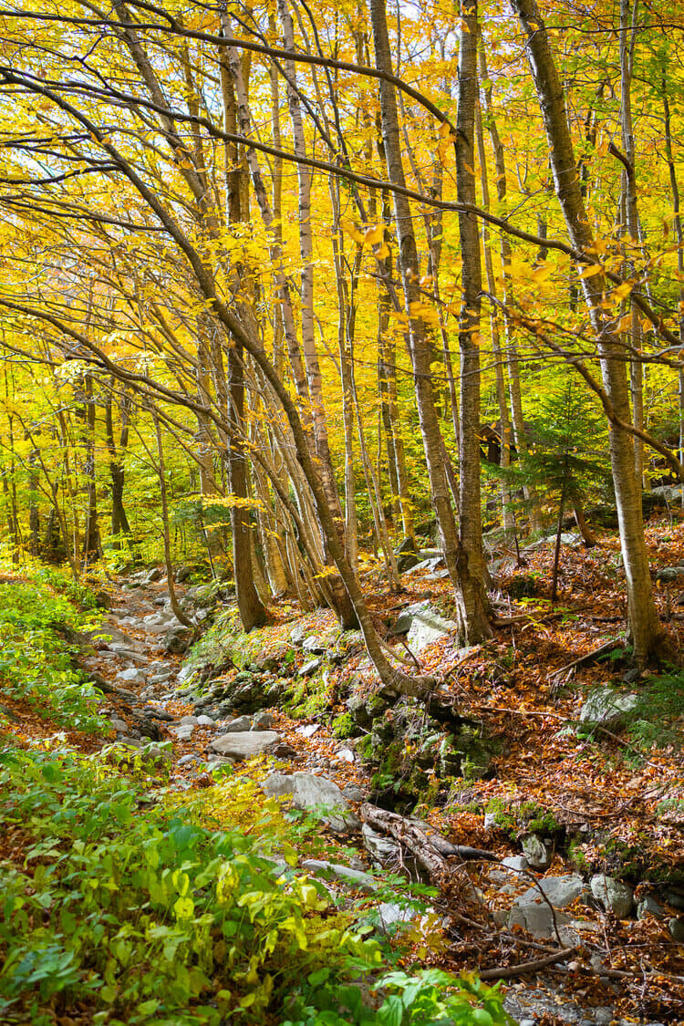 Woodstock-Vermont-Smugglers-Notch-Trees.jpg