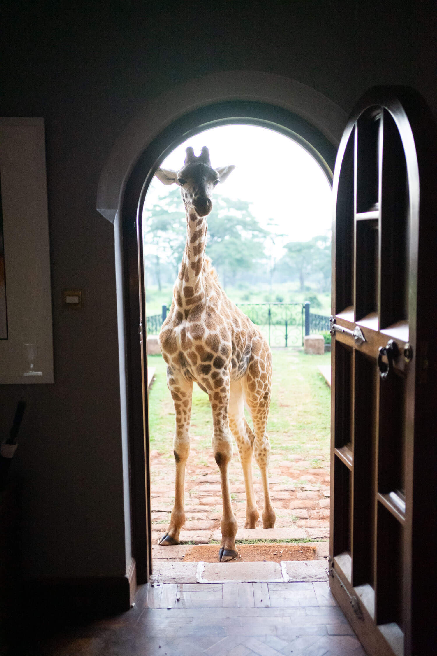 Baby-giraffe-looking-through-door-giraffe-manor.jpeg