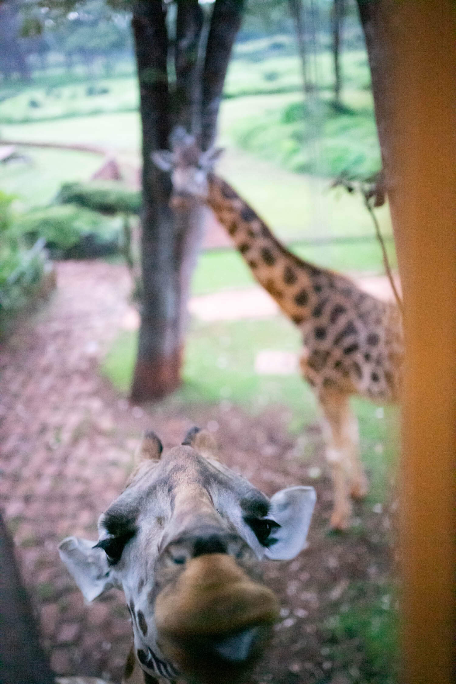 Early-morning-giraffes-eating-at-window-giraffe-manor-helen-room-1.jpeg