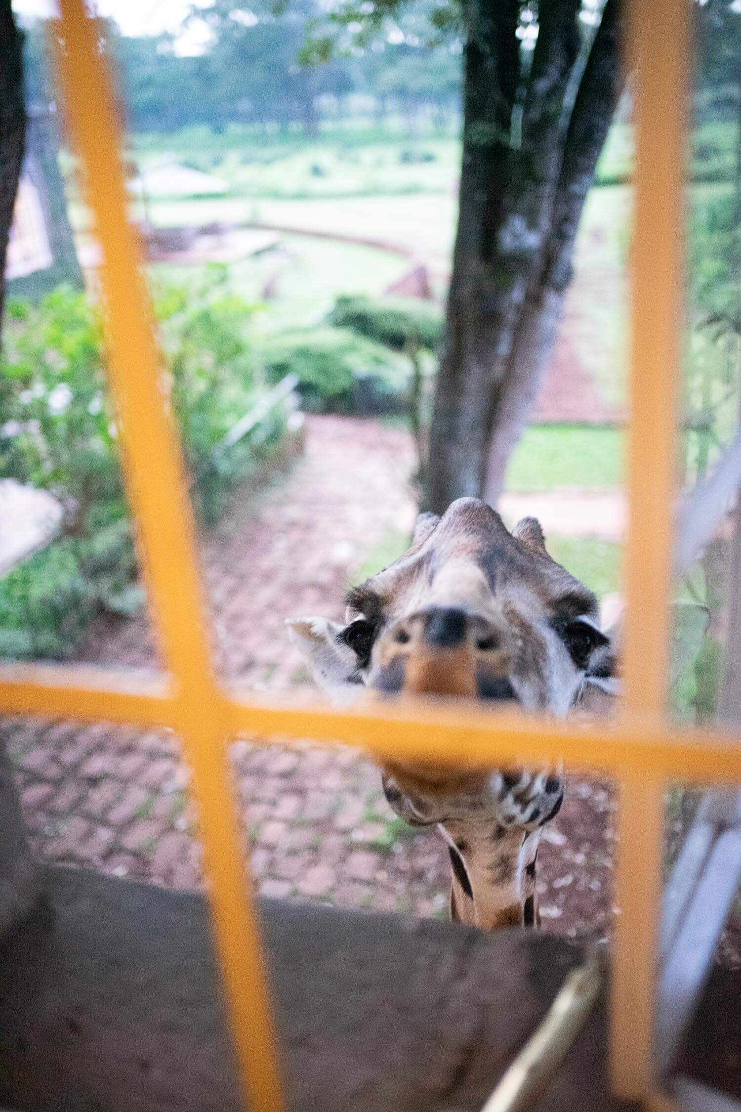 Early-morning-giraffes-eating-at-window-giraffe-manor-helen-room.jpeg