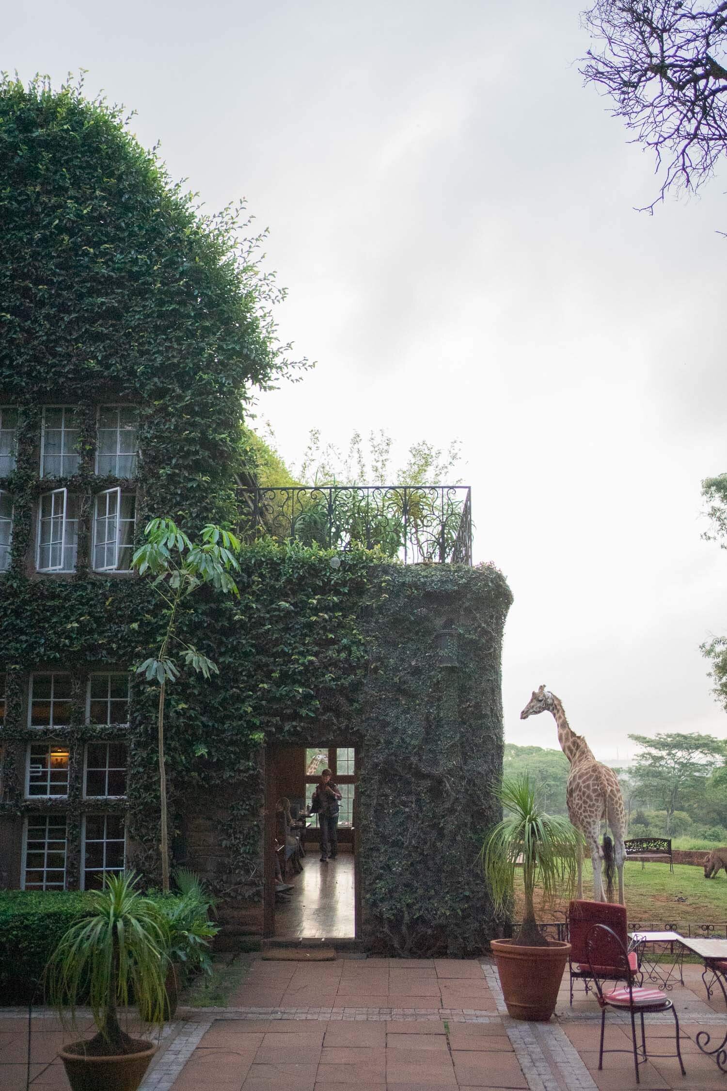 Giraffe-manor-early-morning.jpeg
